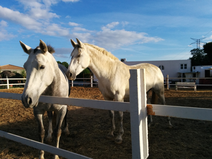 OK, not pottery, horses. The course was on a farm.