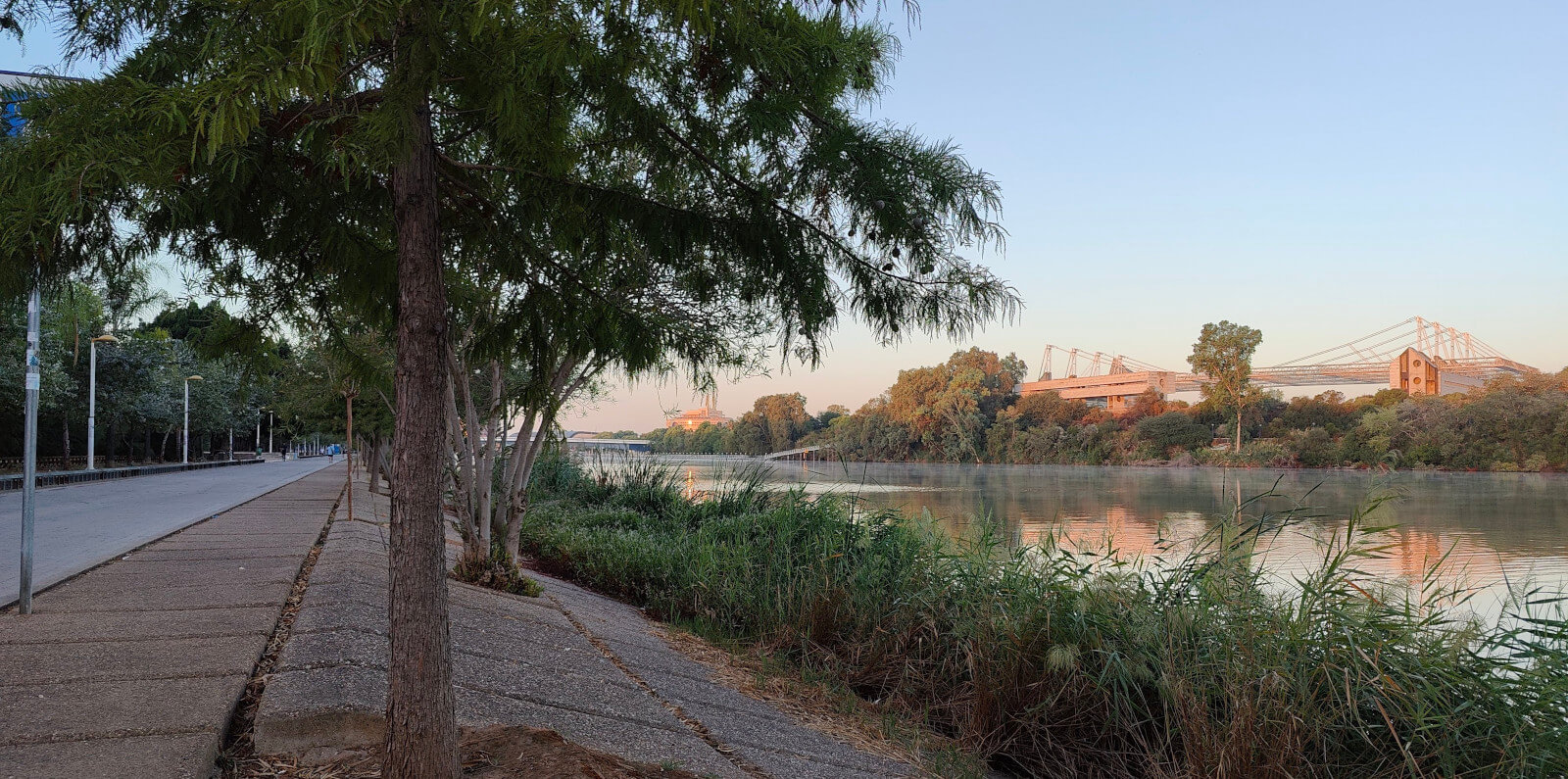 Photo of a tree at the side of the river in Sevilla, Spain